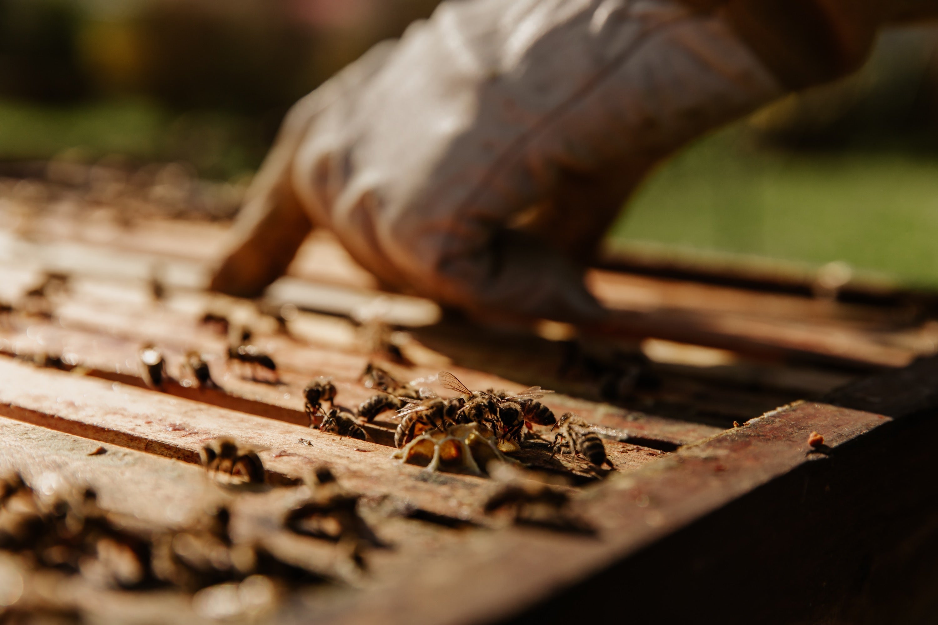 Real World skincare Real World Repair Everything Balm - Kawakawa Balm with Manuka and Mamaku 50ml